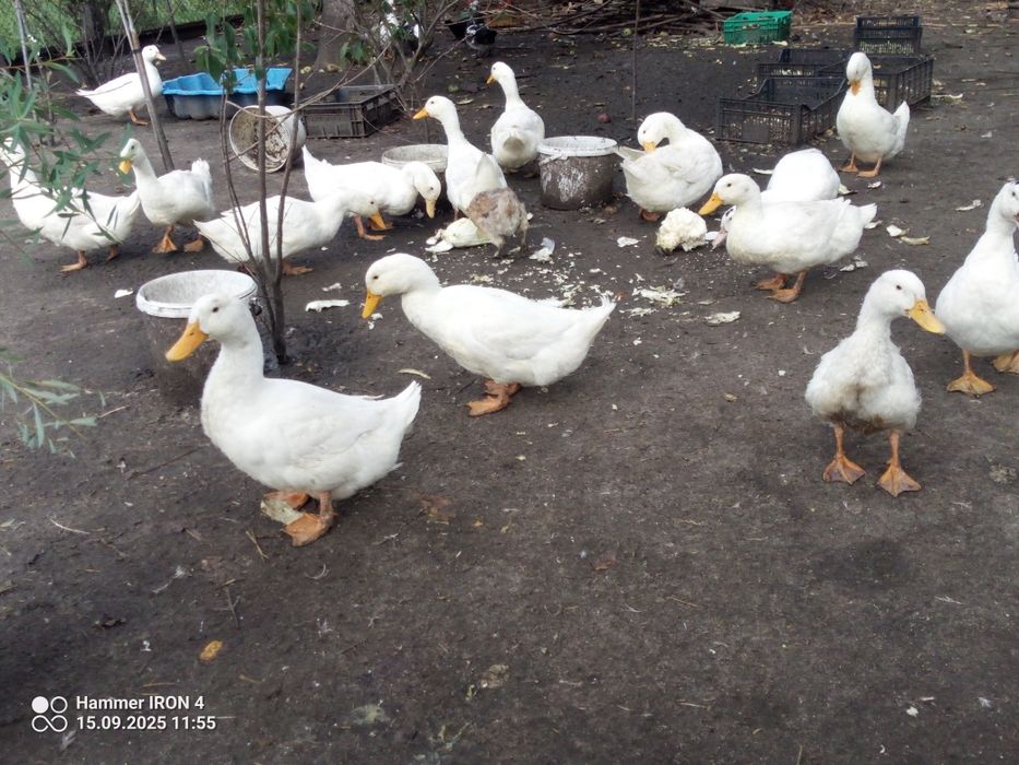 Posiadam kaczki staropolskie biegus dzikie pekin