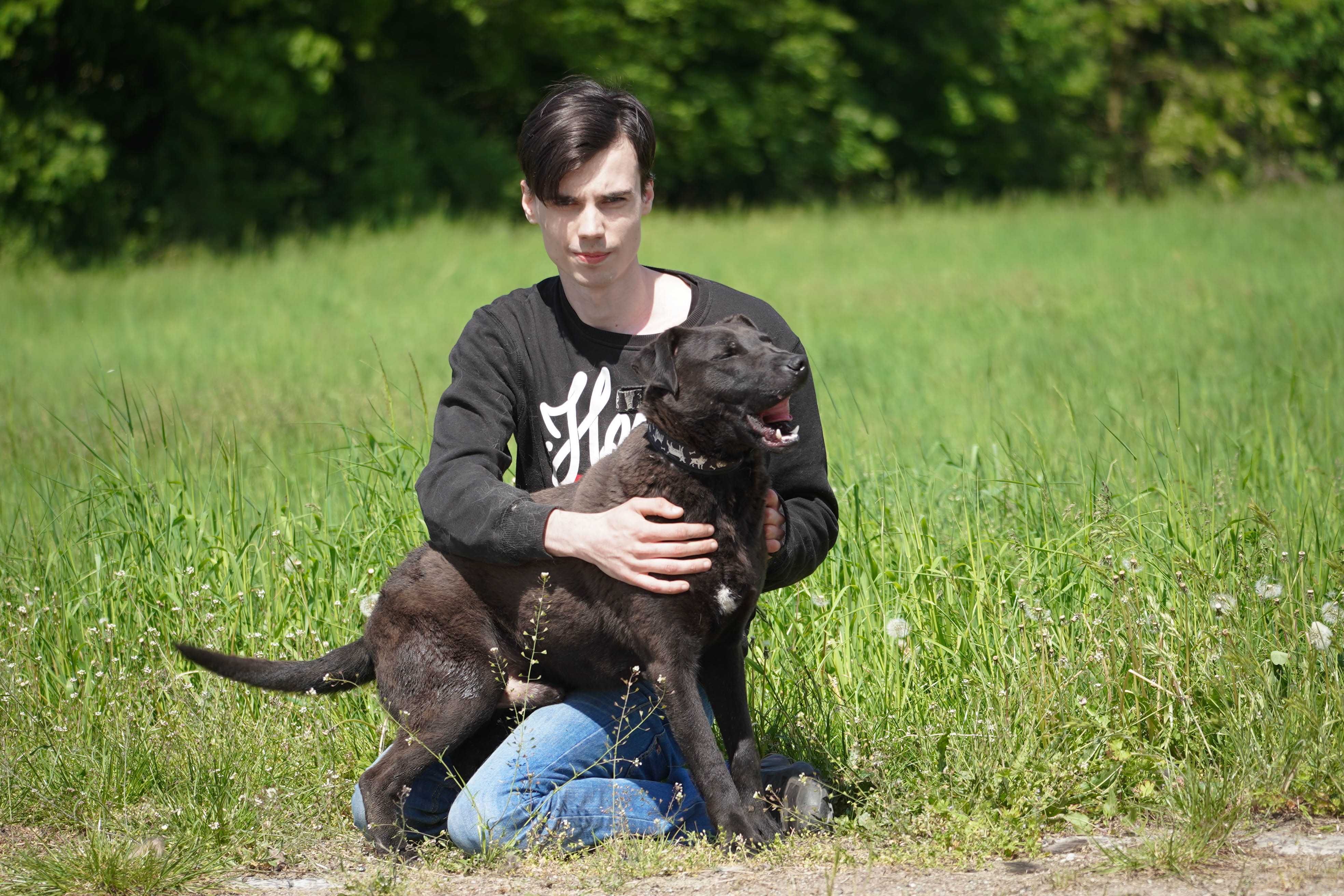 Alan - śliczna miniaturka labradora