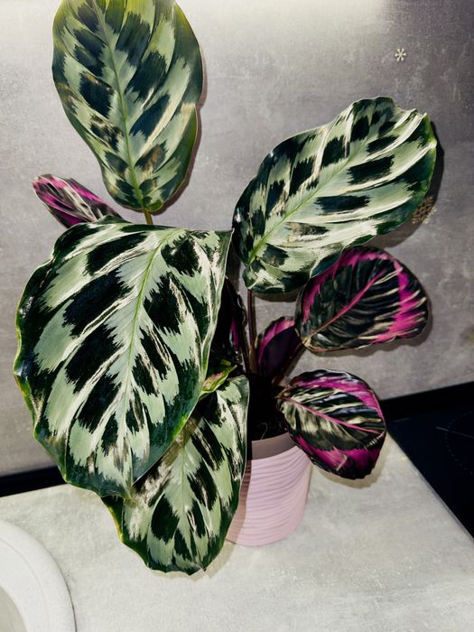 Калатея Kennedi Surpstar