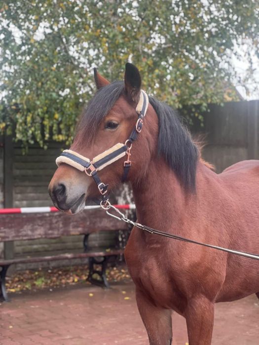 Aura, koń zimnokrwisty