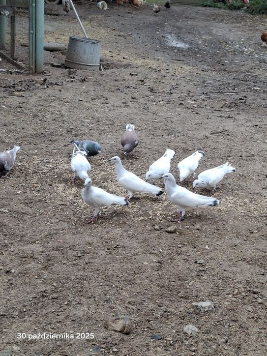 Srebrniaki składowe jasne