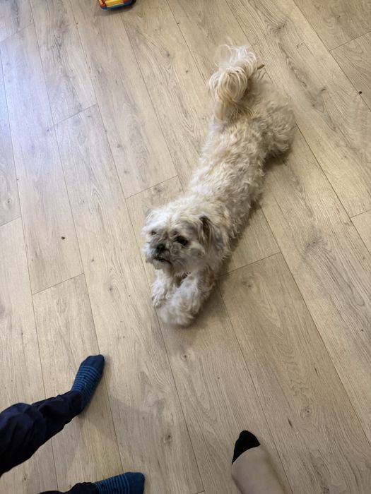 Oddam pieska w typie shih tzu