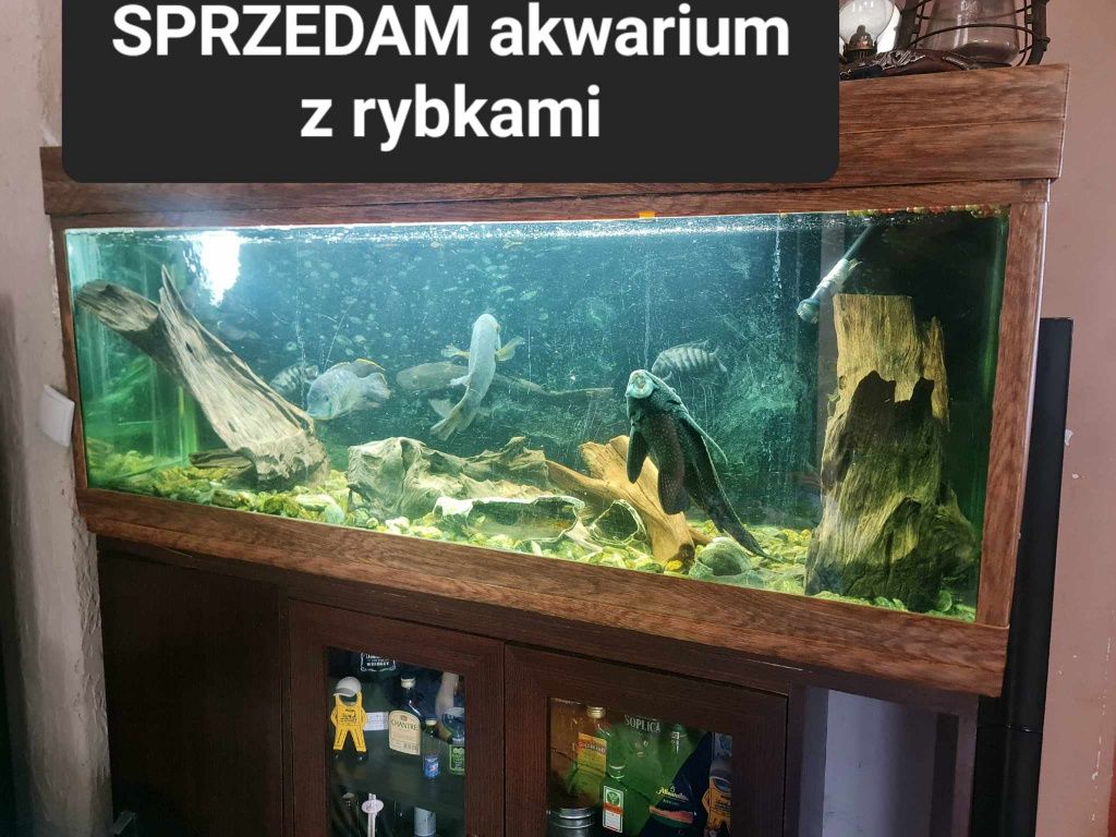 Akwarium z rybkami