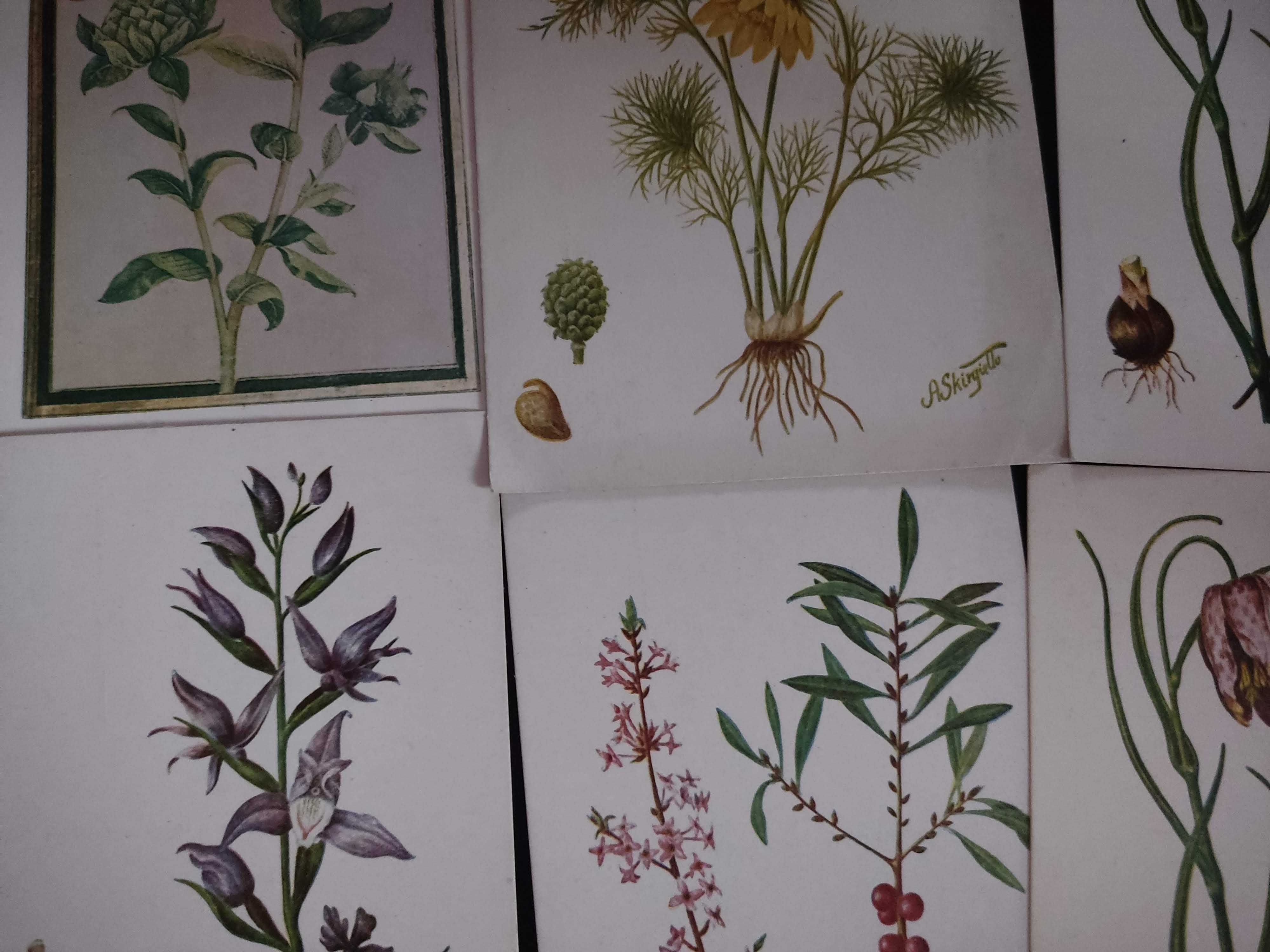 13 pięknych starych pocztówek botaniczne, kwiaty, rośliny, zielnik