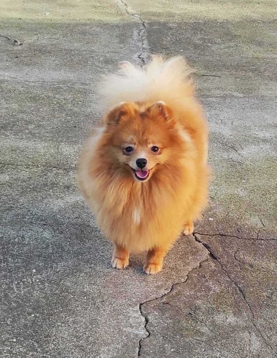 Мальчик оранж померанского шпица, очень бюджетно