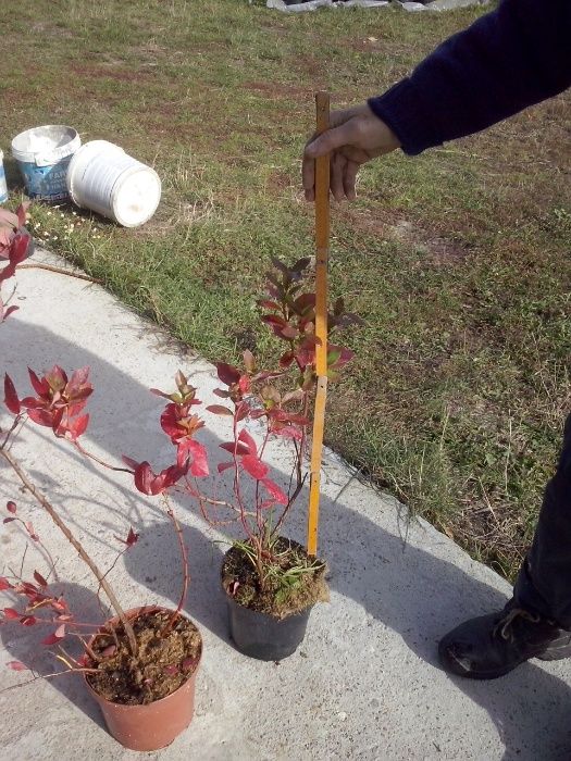 Borówka Amerykańska Krzaki Sadzonki Bluecrop Elizabeth Duke