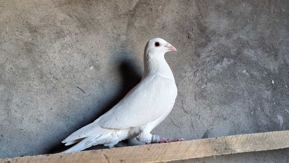 Gołębie Pocztowe! Śnieżnobiała Samica Delbar Hung/Karta Ideał