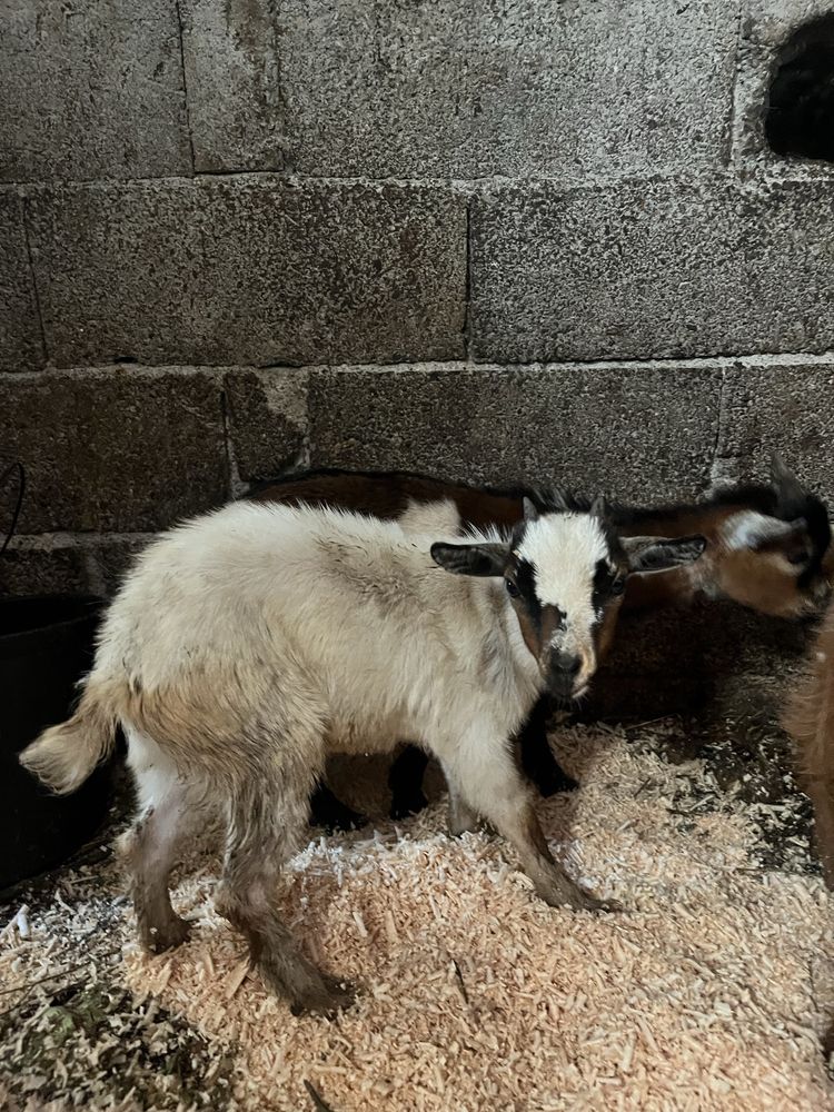 Cabras anas 3 meses