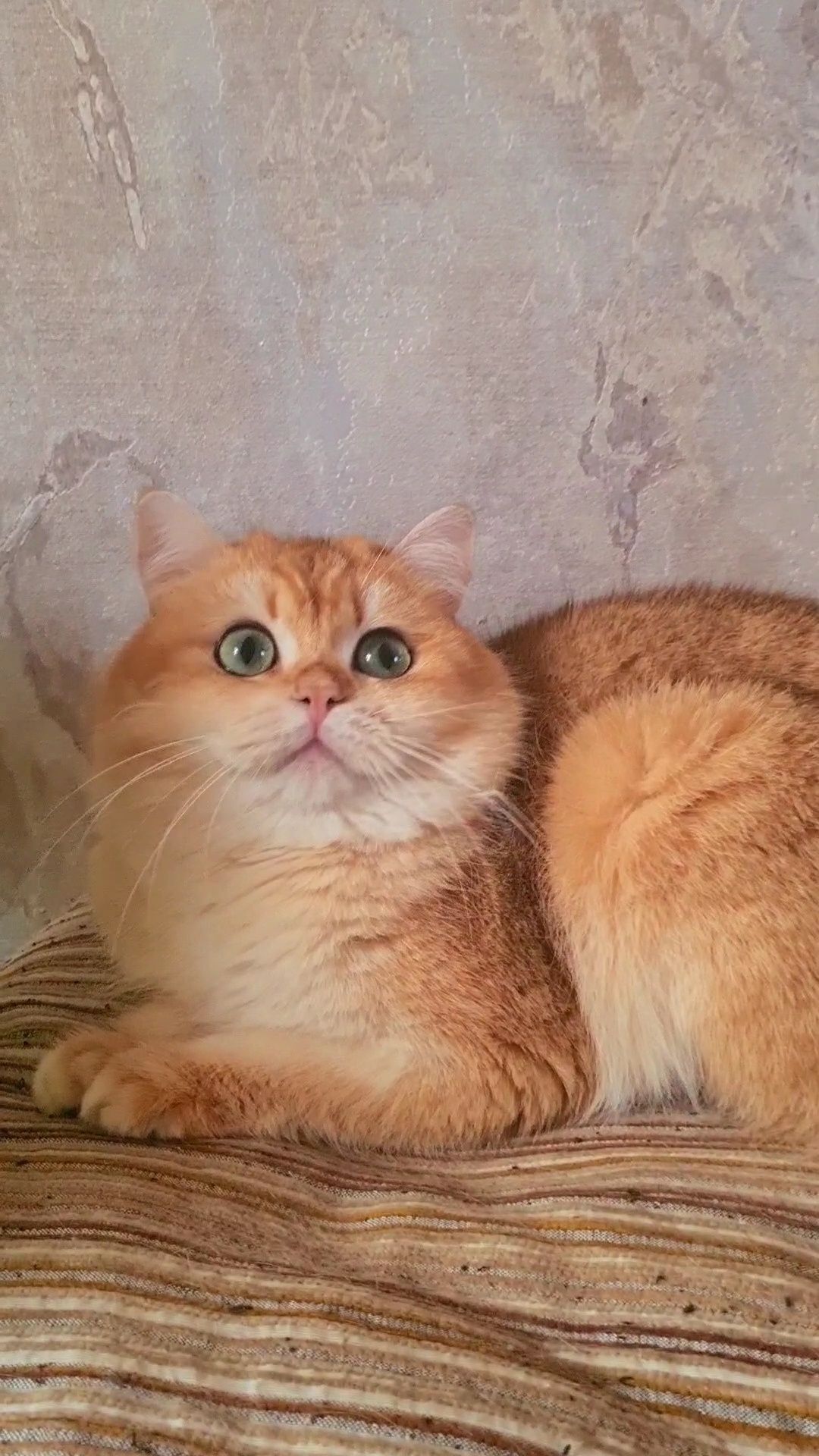 Шикарный молодой котик ny12