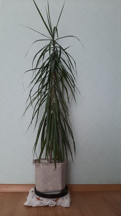 Висота 170см 1000грн