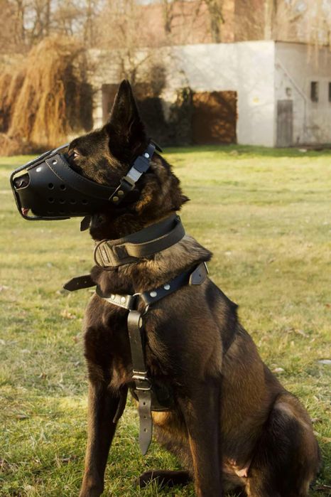 Owczarek belgijski Malinois