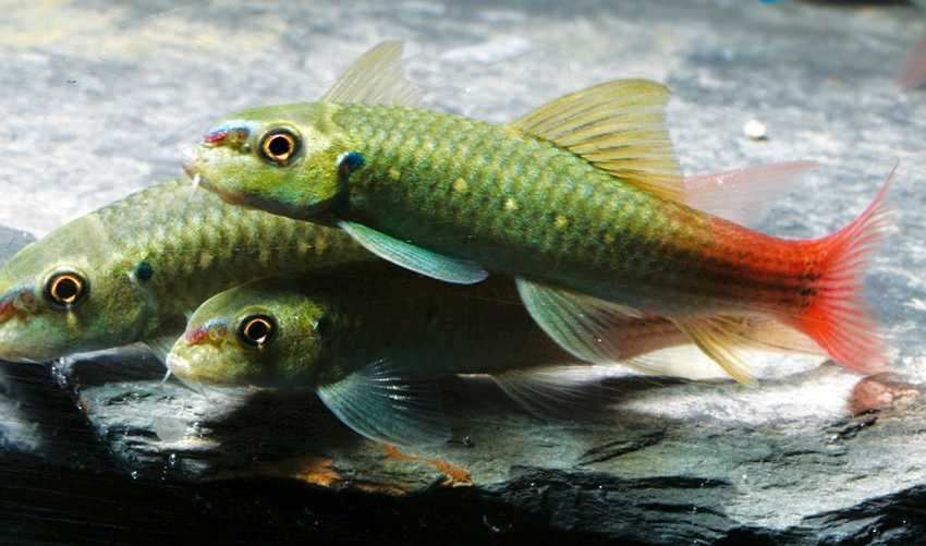 Garra birmańska red tail WYSYŁKA AKWAWIN