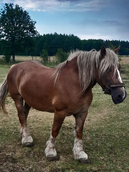 Kobył zaprzengana do bryczki spokojna