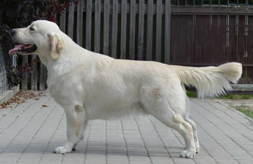 Golden retriever FCI ZKwP piesek po championie, dogoterapia badania