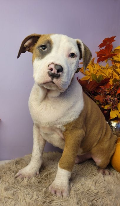 Rodzinny maluch amstaff!