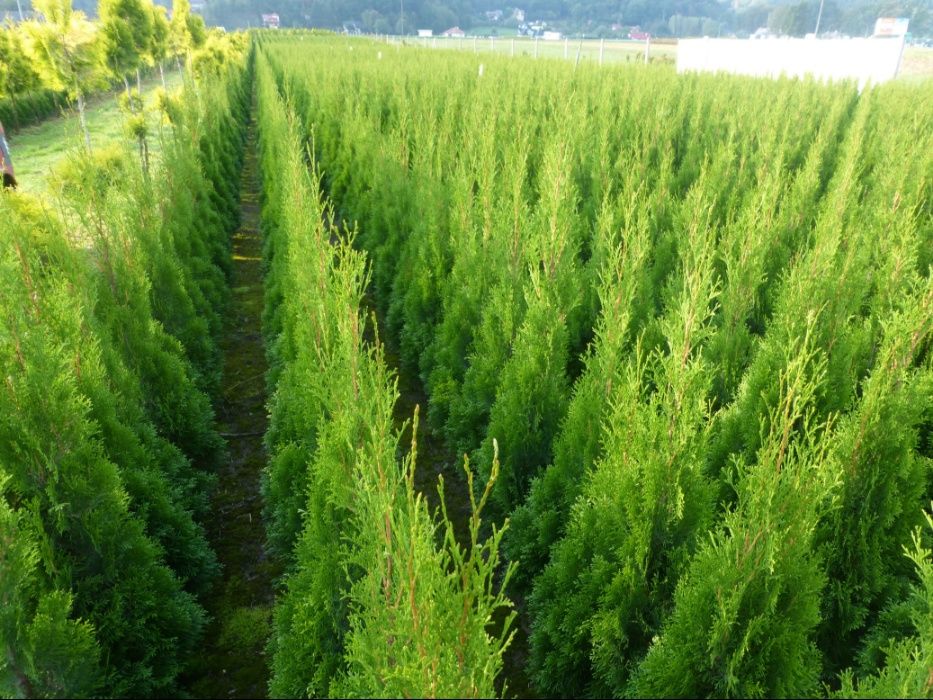 Tuja Szmaragd do 130 cm Thuja Smaragd (ZAKLICZYN)
