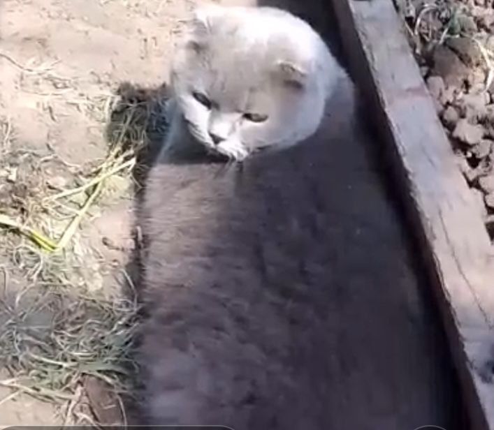 Британка вислоухая