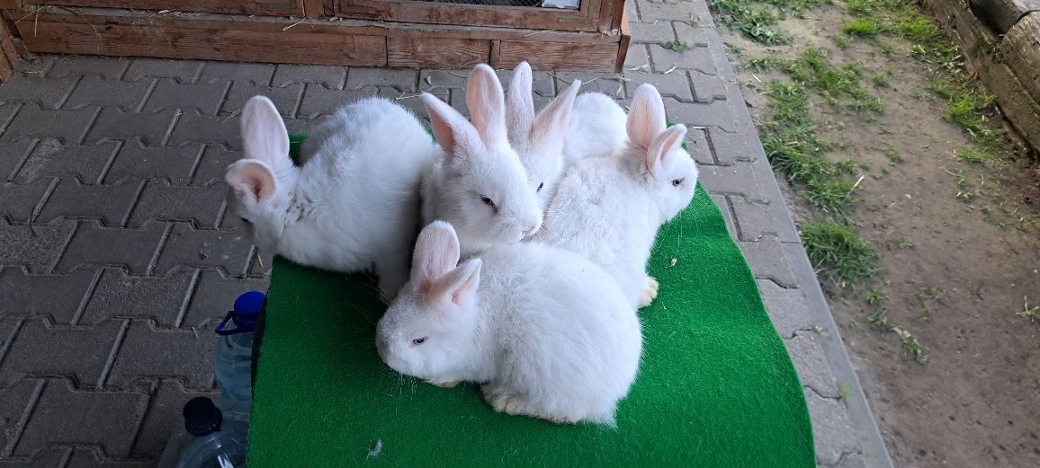 Sprzedam króliki rasy Wiedeński Biały