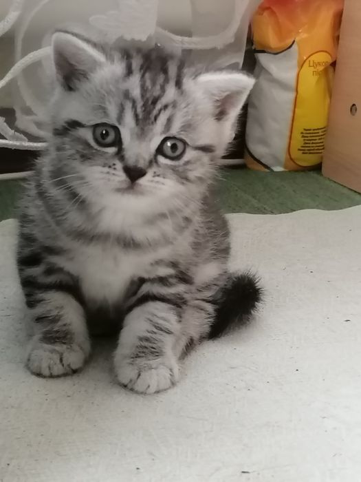 Британские котята