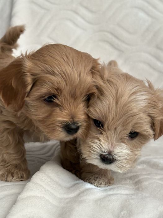Maltipoo chlopiec- do odbioru