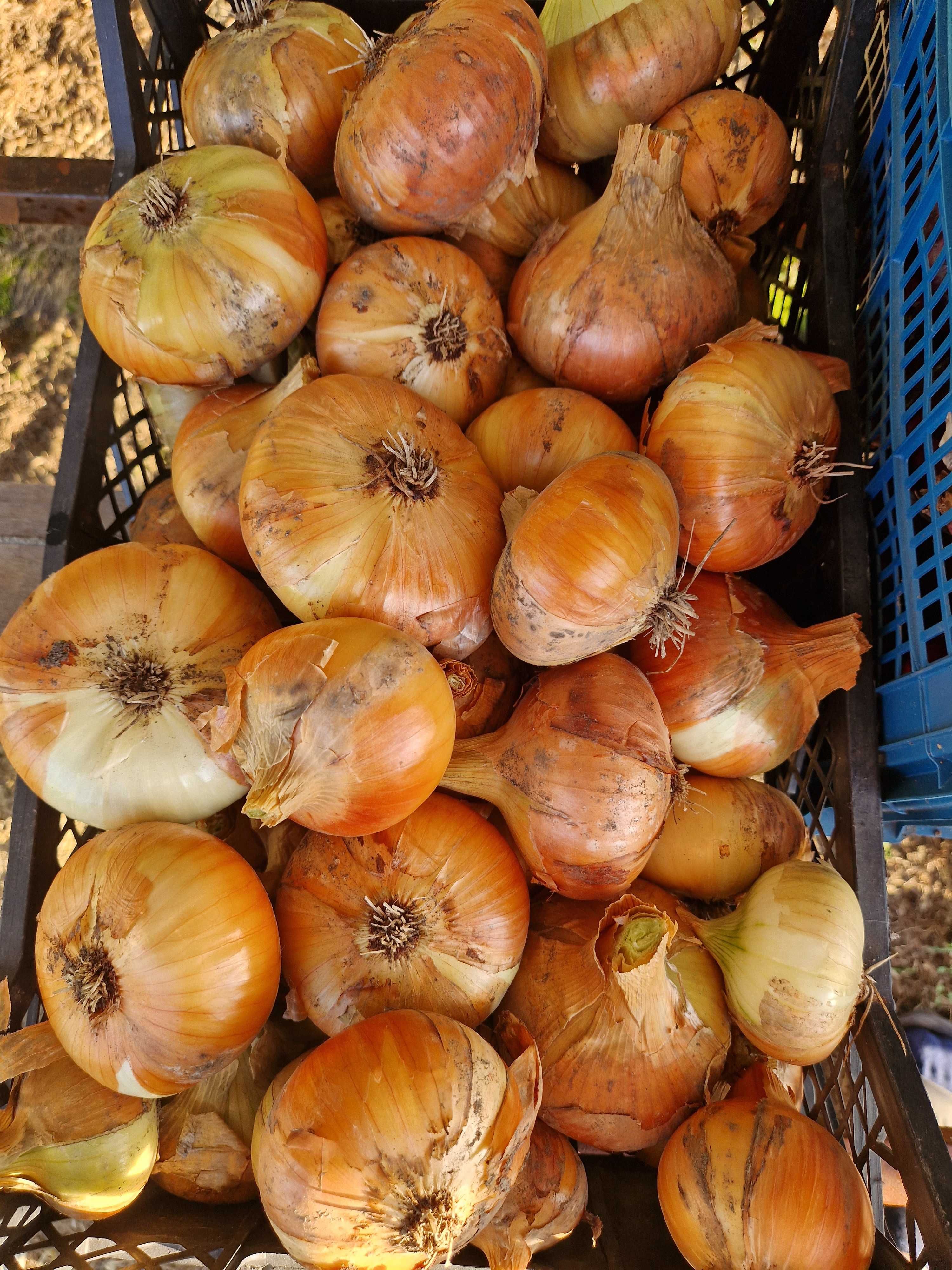 Cebula ekologiczna