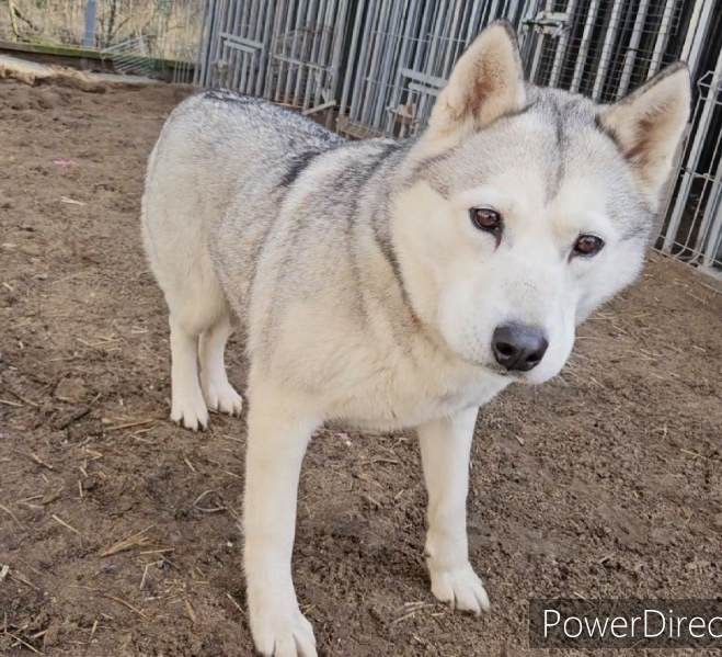 Lisa w typie Husky szuka swojego człowieka