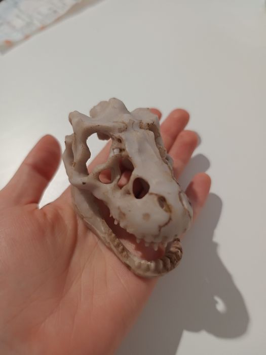 Mała kryjówka czaszka dinozaur do terrarium lub akwarium