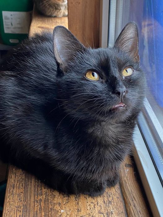 Чорненький котик Зевс шукає дім.