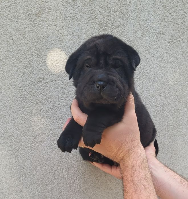 Sharpei macho preto