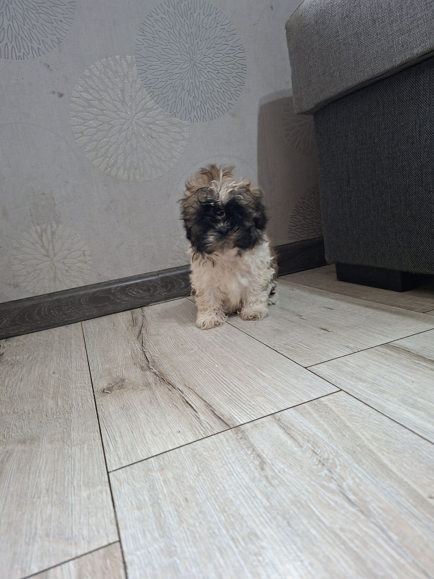 Shih Tzu  chłopak