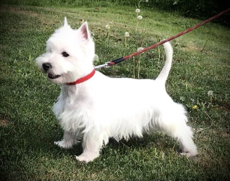 West highland white terrier. Pieski i suczki