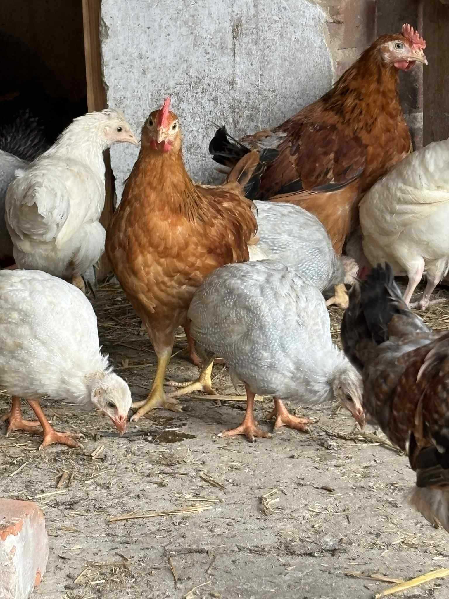 Sprzedam młode kogutki