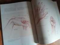 Основы анатомии человека. Учебное пособие для художников.