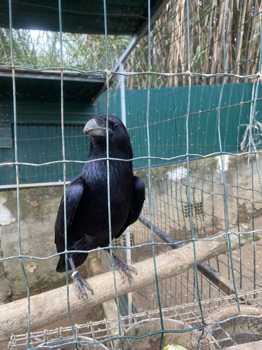 Corvo corax com documentos