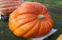 Dynia Olbrzymia Atlantic Giant 343 kg - Nasiona