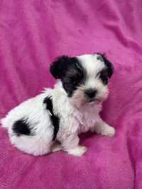 Shih tzu piesek pies