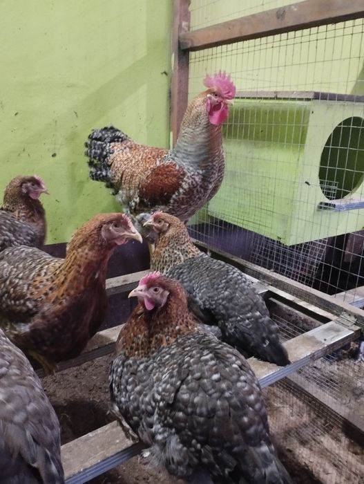 Півні Білефельдори