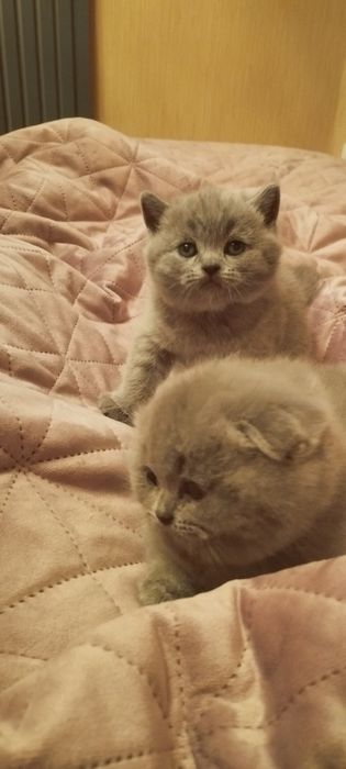 Гарний котик на вязку