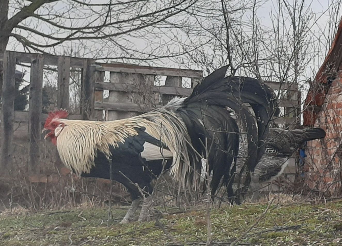 Sprzedam kurczaki