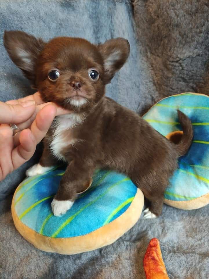 Cudowny mini piesek Chihuahua długowłosy.Rodowód 4 pokolenia.MatkaFci.