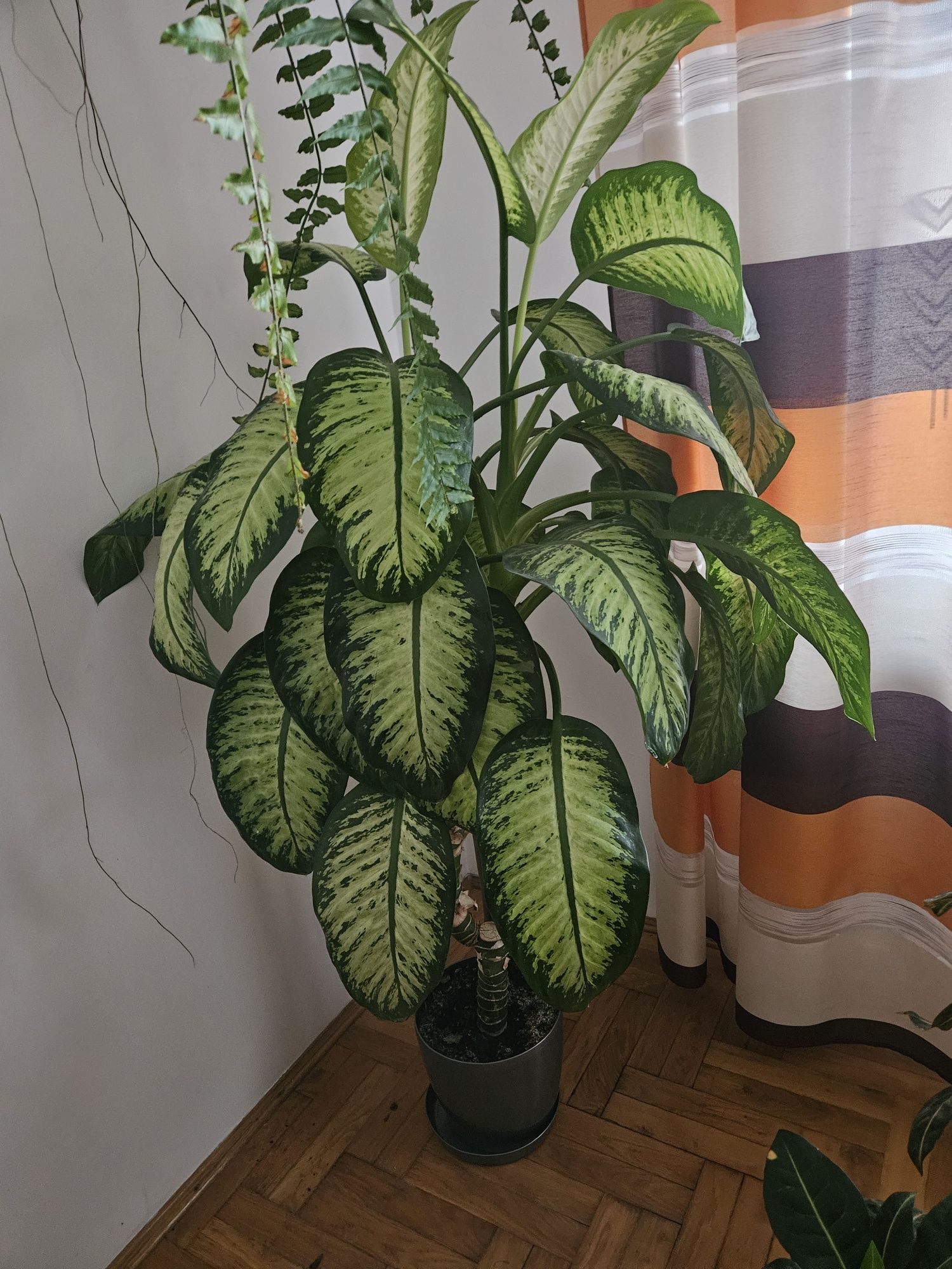 Kwiat Difenbachia