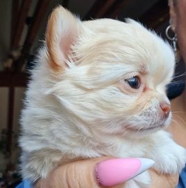 Biszkoptowa sunia suczka Chihuahua długowłosa