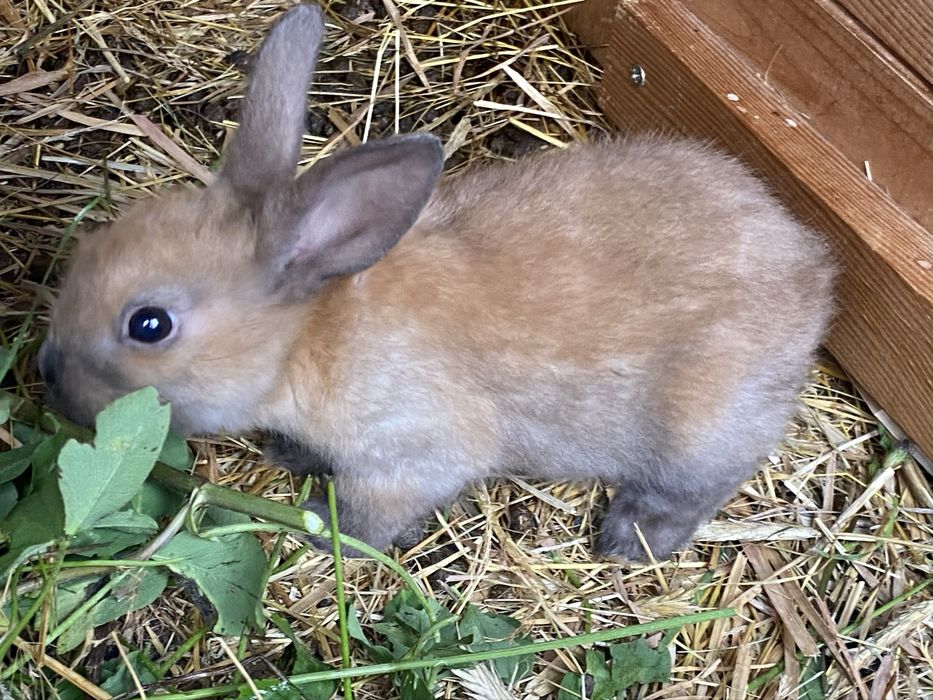 Królik króliki na sprzedaż do KOCHANIA