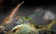 Camarão SORTIDO \ Neocaridina sp.