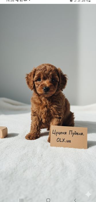 Щеночки пуделечки Ред браун