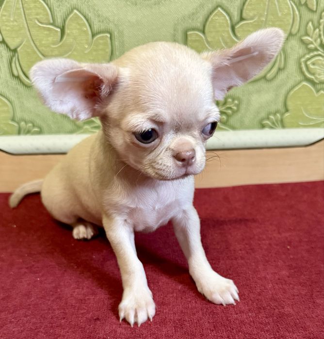 Девочка красотка