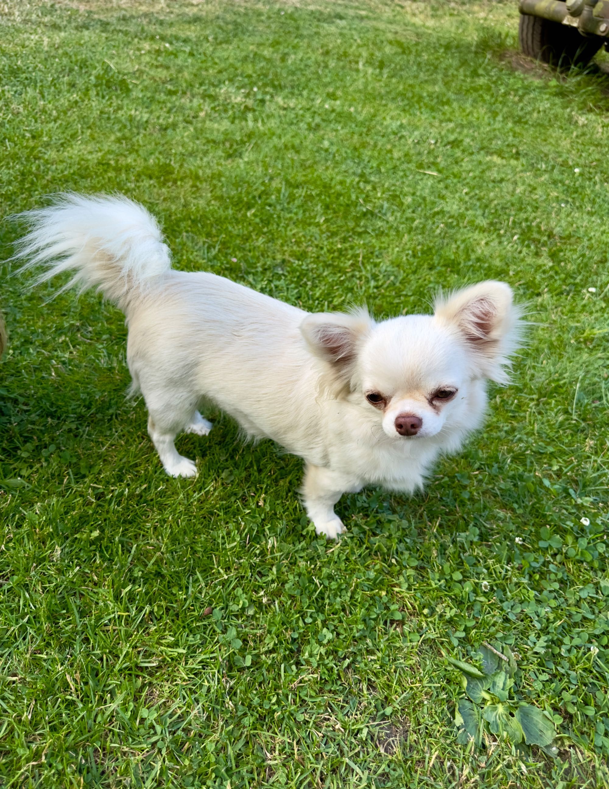 Suczka chihuahua długowłosy FCI
