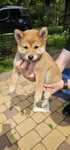 Suczka Shiba inu- metryka ZKwP FCI