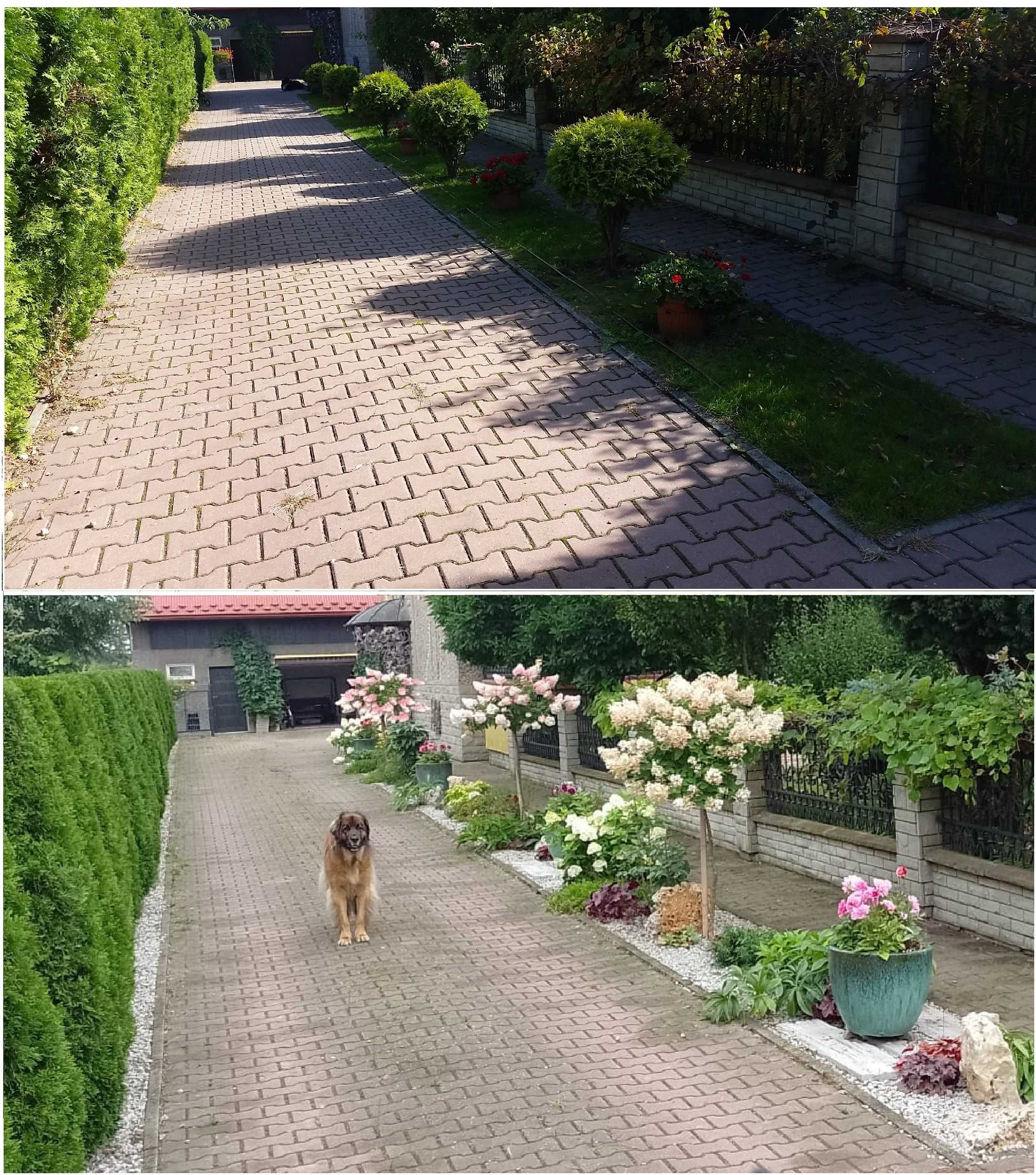Usługi Ogrodnicze - Projektowanie, Zakładanie i Pielęgnacja Ogrodów