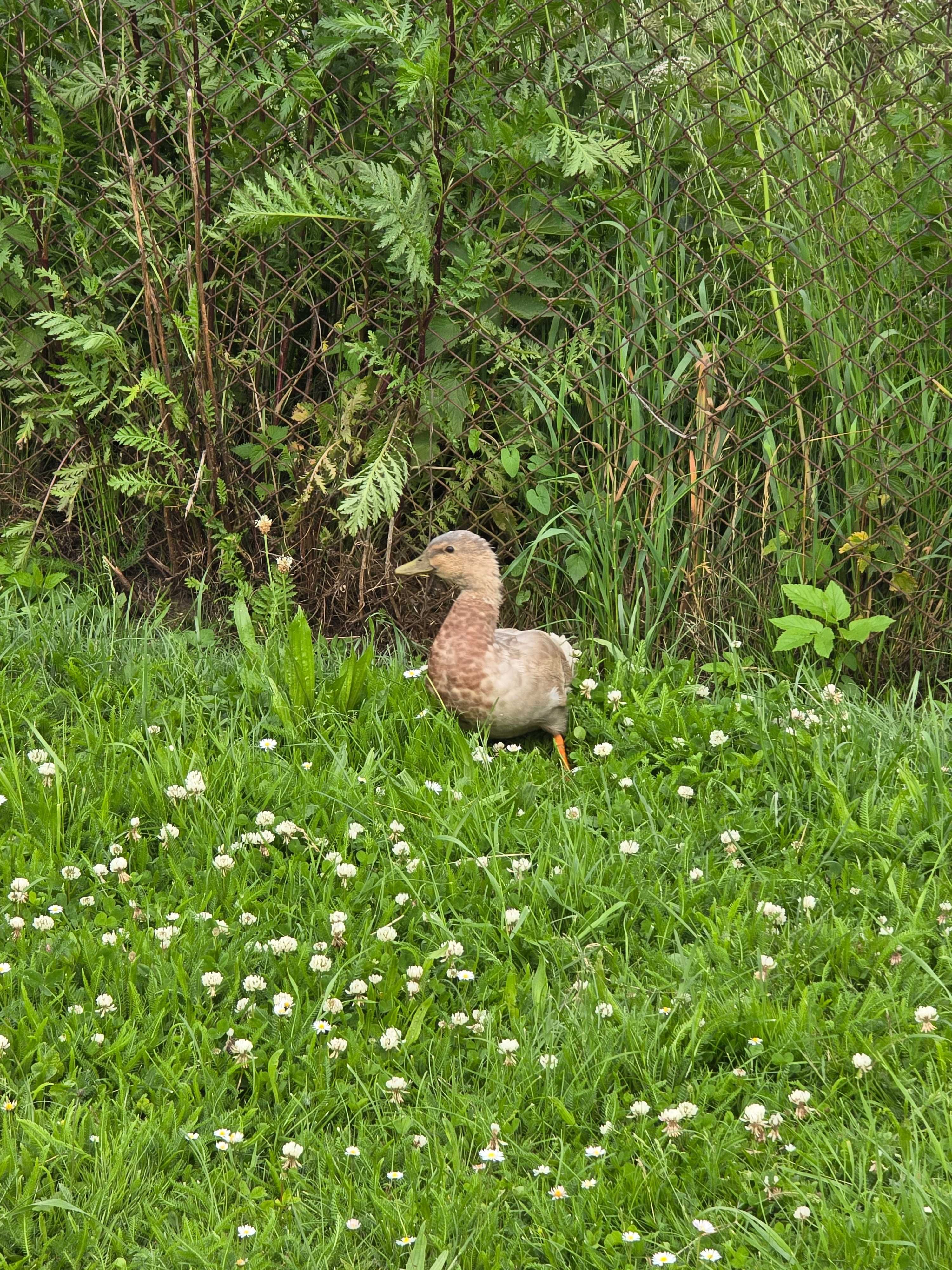Kaczorek Call Duck